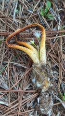Clathrus columnatus