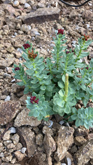 Rhodiola