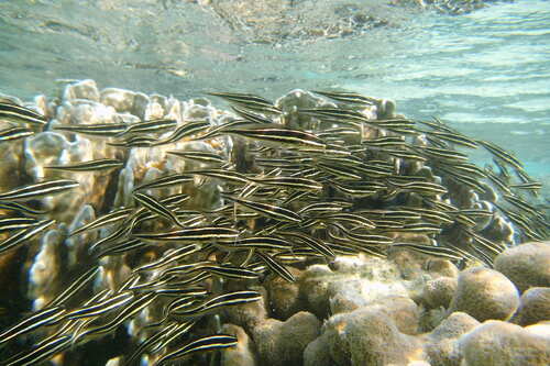 Striped Eel Catfish (Plotosus lineatus)