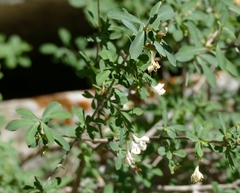 Lonicera pyrenaica
