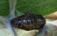 Jalmenus evagoras