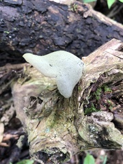 Auricularia polytricha