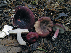Russula torulosa