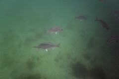 Latridopsis ciliaris