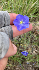 Linum lewisii