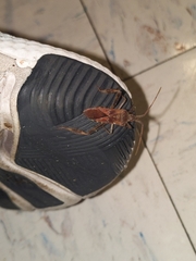 Leptoglossus occidentalis
