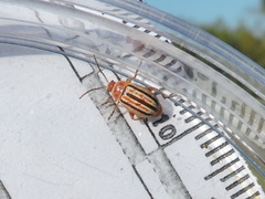 Disonycha admirabila