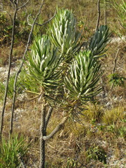 Lychnophora ericoides