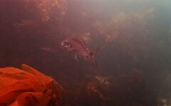 Latridopsis ciliaris