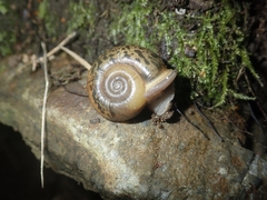 Elona quimperiana