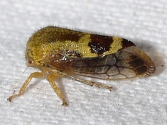 Ophiderma