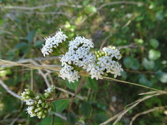 Stevia ovata