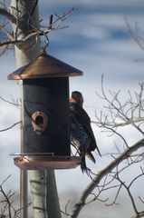 Colaptes auratus luteus × cafer