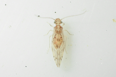 Lobocaecilius monicus