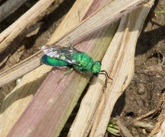 Chrysura