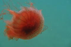 Desmonema gaudichaudi