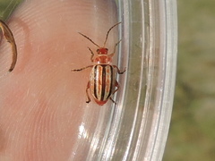 Disonycha admirabila