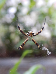 Argiope argentata