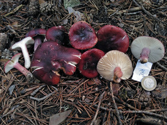 Russula torulosa
