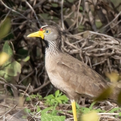 Vanellus senegallus