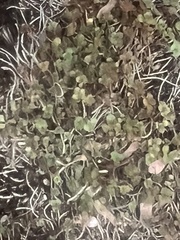 Cymbalaria muralis