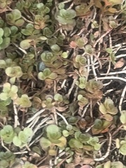 Cymbalaria muralis