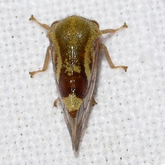 Ophiderma