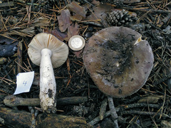 Russula turci