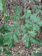 Archidendron lucidum