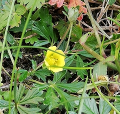 Potentilla erecta