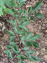 Archidendron lucidum