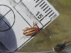 Disonycha admirabila