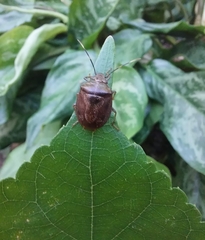 Antiteuchus