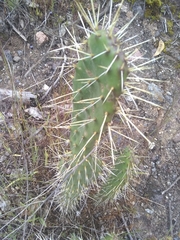 Opuntia stenopetala