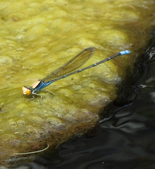 Pseudagrion aureofrons