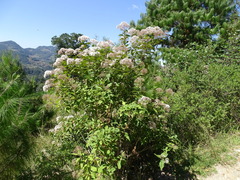 Ageratina ligustrina