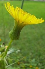 Sonchus tenerrimus