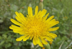 Sonchus tenerrimus
