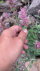 Agastache pallidiflora