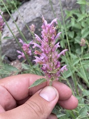 Agastache pallidiflora