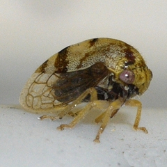 Cyrtolobus