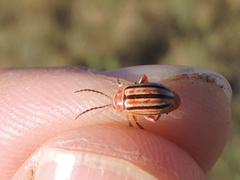 Disonycha admirabila