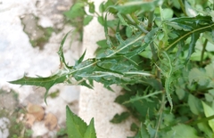 Sonchus tenerrimus
