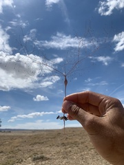 Eriogonum fusiforme