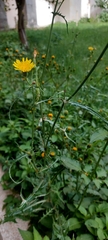 Sonchus tenerrimus