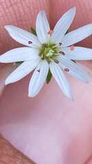 Stellaria