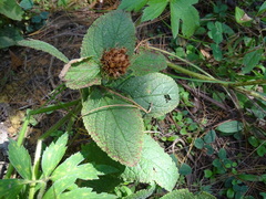 Lepechinia caulescens