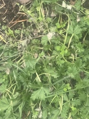 Potentilla intermedia