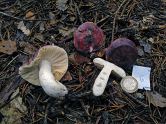 Russula turci