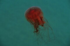 Desmonema gaudichaudi